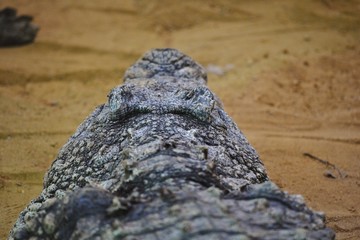 the skin of a crocodile