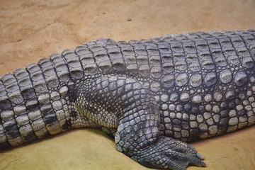 the skin of a crocodile