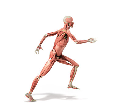medically accurate illustration of a human muscle system run pose 3d rendered on white