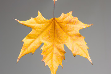 Hoja seca de otoño, fin de año.