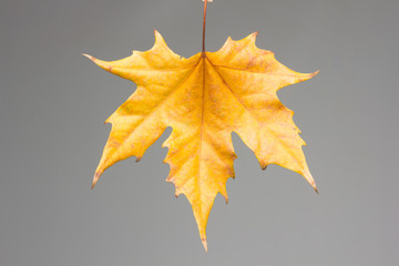 Hoja seca caida en otoño