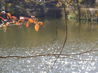 Twigs of trees hanging over a lake, with blurry colorful flowers in autumn