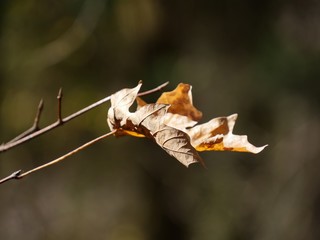 Close up of a maple tree leaf, bokeh in the background