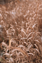 Dry grass in the field closeup.