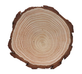 Cross section of tree trunk, stump, isolated on white background