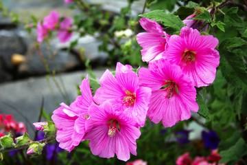 Sommerbl&uuml;ten pink