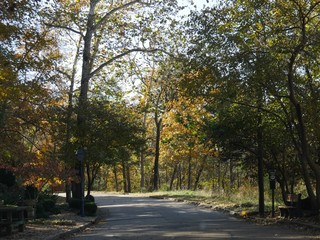 Beautiful colors of autumn in trees along a road in Arkansas, USA.