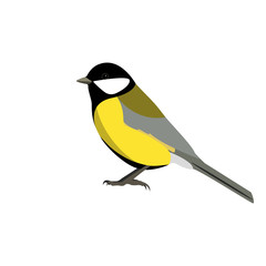 Tit is a small bird. Vector illustration