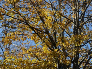 Fototapeta premium Cropped shot of vibrant yellow leaves of trees in autumn