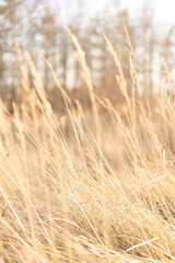 fantasy blurred background. sun glare on the grass