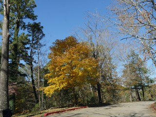 Colorful leaves of trees in autumn beside a paved road