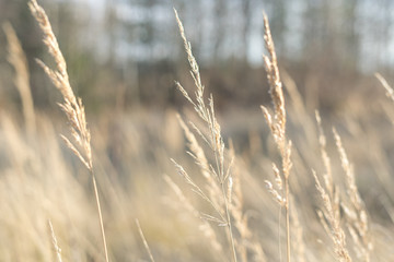 fantasy blurred background. sun glare on the grass