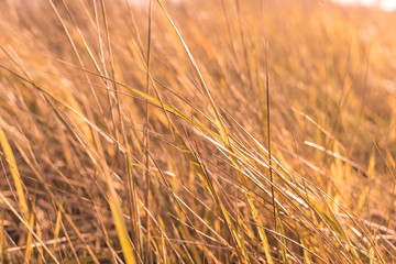 fantasy blurred background. sun glare on the grass.dry grass