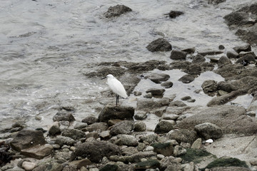 Vie sauvage , aigrette blanche .
