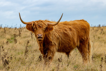 Highland Cattles from Scotland