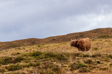 Highland Cattles from Scotland