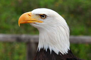 Obraz premium portrait of an american bald eagle