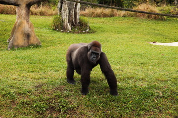 portrait of gorilla