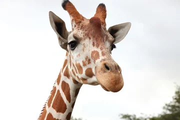 Outdoor-Kissen Porträt der Giraffe isoliert auf weiß © Alberto Vezendi
