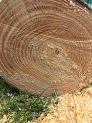 Naklejka premium cross section of tree trunk