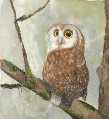 A little brown owl with white dots on the feathers sitting on tre tree branch