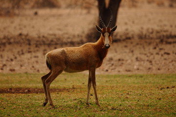 wild young oryx in the savannah Namibia Africa
