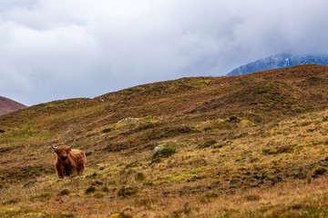 Highland Cattles from Scotland