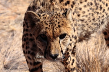 portrait of wild cheetah in the savannah Namibia Africa