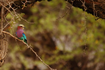 wild bird in the savannah Namibia Africa