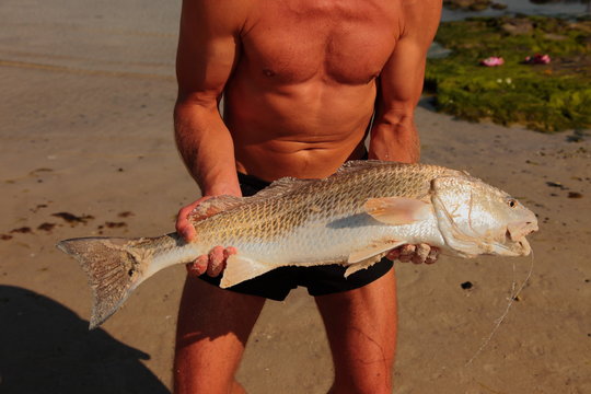 Fresh Red Drum Fish On A Hook In Florida