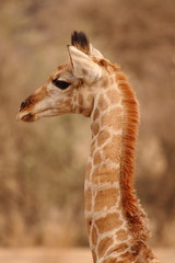 portarit of wild giraffe in the savannah Namibia Africa