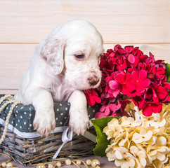English setter puppy in a wood basket with flowers