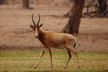 wild impala in the savannah Namibia Africa