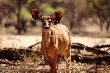 female kudu antelope huge ears in Namibia