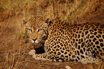 wild leopard in the grass Namibia
