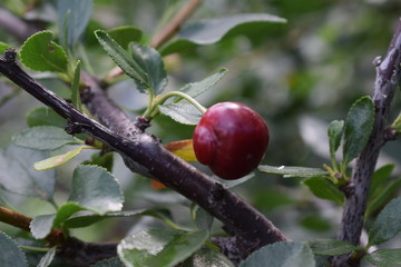 Cherry