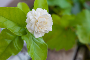 White jasmine flowers in a glass.Beautiful jasmine flower in the pot on the wooden table background.Top view on blur copy space background.