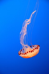 Jellyfish