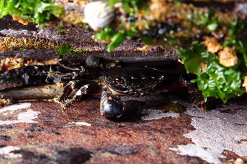 Black crab among kelp and rocks on beach