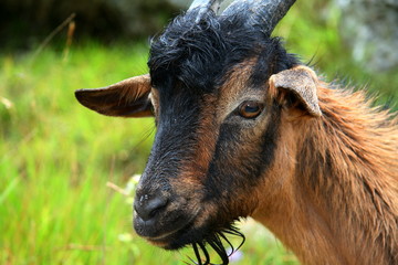 Wild Goat close-up picture