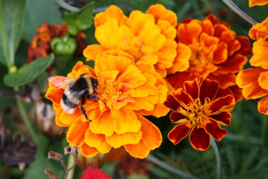 Bumblebee on bright orange flowers macro picture