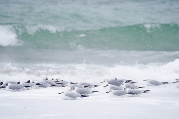 Winter sea landscape. Long exposure. Icy sea and seagull birds on the shore.
