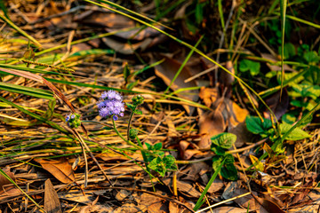 blue flowers in the forest