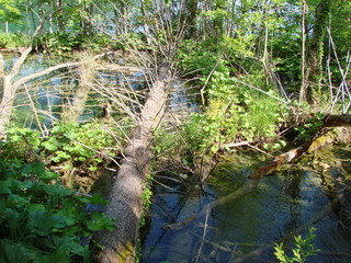 Swampy terrain in the quiet, non-flowing creeks of forest lakes also has its natural attractiveness and beauty.