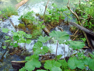 Landscape of a mountain river that carries its waters through the impenetrable thickets of mountain forests and thickets of sedge.