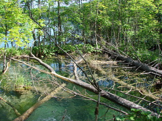 Fototapeta premium Swampy terrain in the quiet, non-flowing creeks of forest lakes also has its natural attractiveness and beauty.