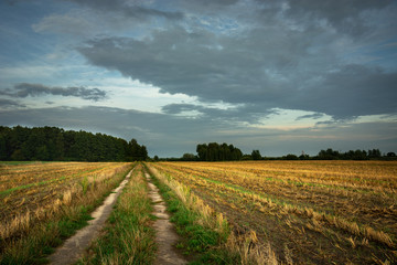 Fototapeta na wymiar Country road through the fields, evening clouds in the sky