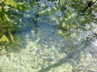 Panorama of a clear, transparent surface of a mountain lake, through which water you can see the bottom covered with plants and old trees.