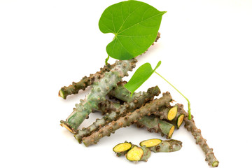 Tinospora cordifolia herb