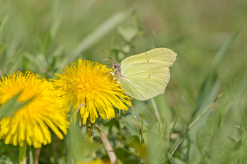 A common brimstone butterfly (Gonepteryx rhamni) sitting on a flower. Gonepteryx rhamni (known as the common brimstone) is a butterfly of the family Pieridae. 